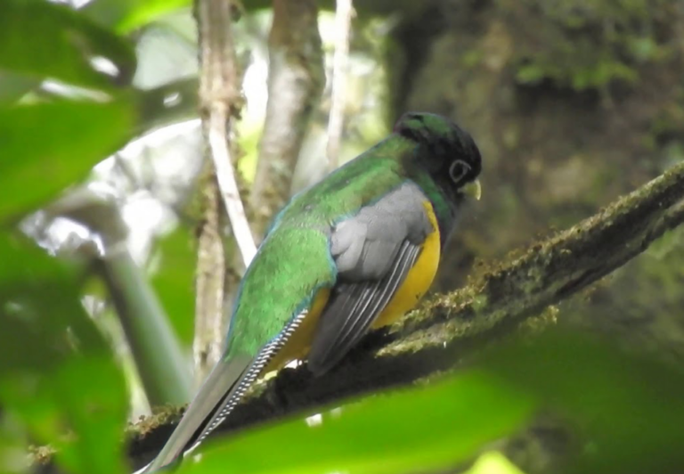 trogon-alagoa-1618213672.png