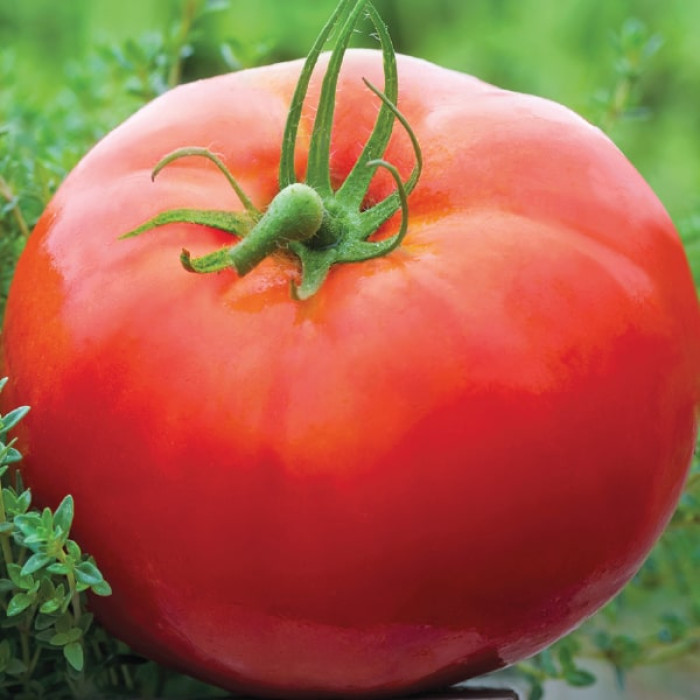 Преимущества покупки качественных семян томатов для открытого грунта