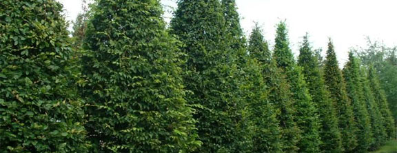 Деревья крупномеры как инструмент быстрого озеленения: подход, изменяющий пространство